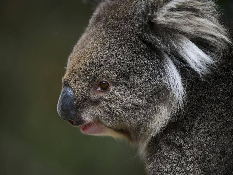 NSW wildlife groups want to see the state government's plan to protect its koala population.