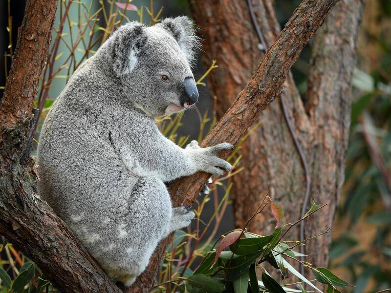 More than 2000 koalas may have died in NSW bushfires.