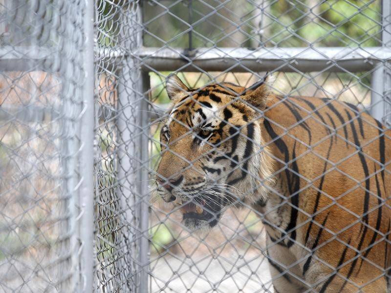 More than half of the 147 tigers rescued from a Thai temple three years ago have died.
