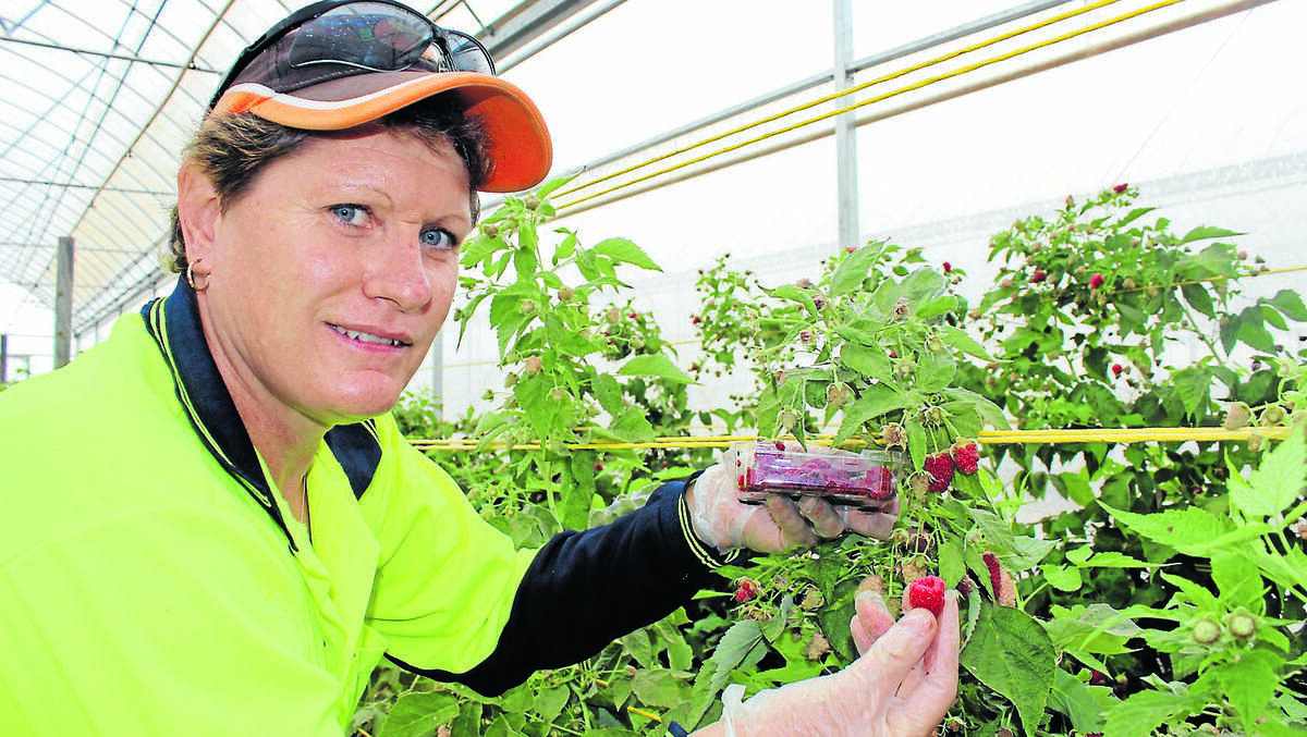 MUDGEE: The first raspberries from 10,000 plants were harvested at Mudgee’s Elliot Rocke Estate this week as part of a new venture for the property.