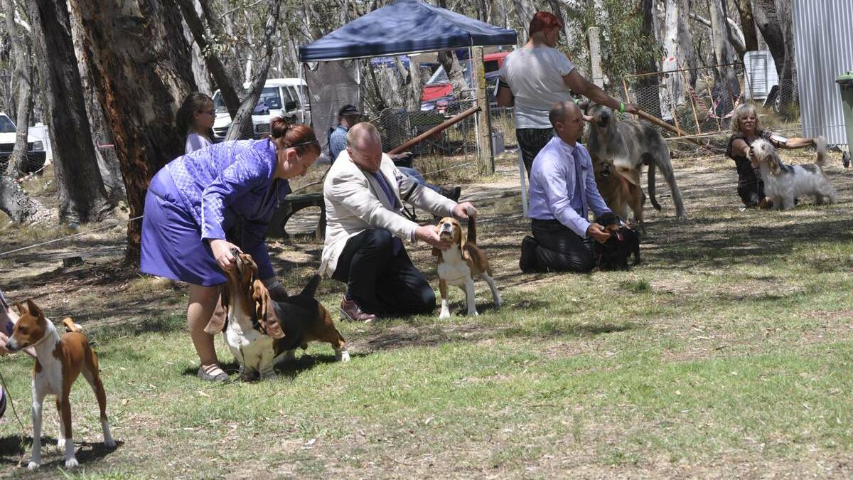 LITHGOW: Dogs on show at the Rydal Show.