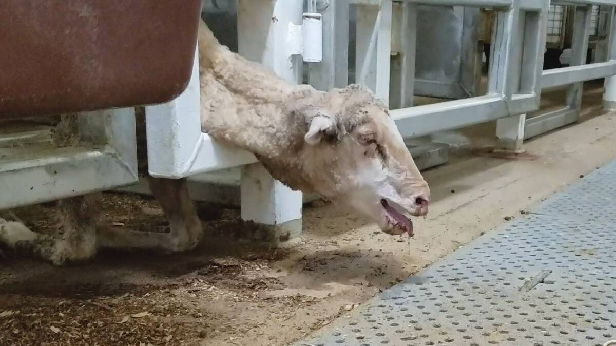 LIVE EXPORT: Sheep suffering from heat stress Photo: 60 MINUTES