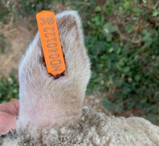 PHOTOS: More than 60 merino lambs are suspected to have been stolen from a property at O'Connell in the Chifley region. Photo: NSW POLICE
