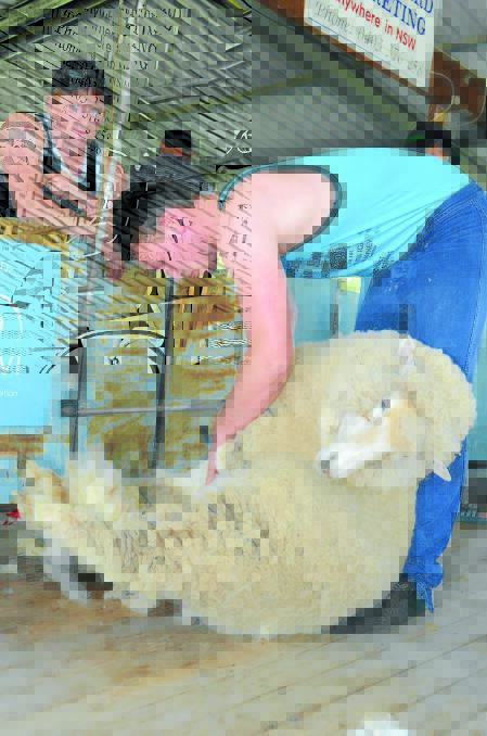 Tom Hooper from Forest Reefs was the Carcoar Show's Best Local Shearer. Picture: Sally Green.