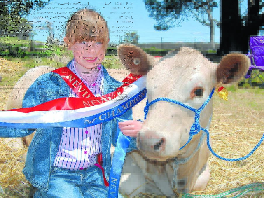 Successful team. At the ripe old age of eight, Heidi McMahon came a very credible 2nd place in the novice parader section of the Neville cattle show. Heidi's partner, Tennyson Park Ashley won Junior Champion for female British Breed to boot. Photo: Wayne Cock.
