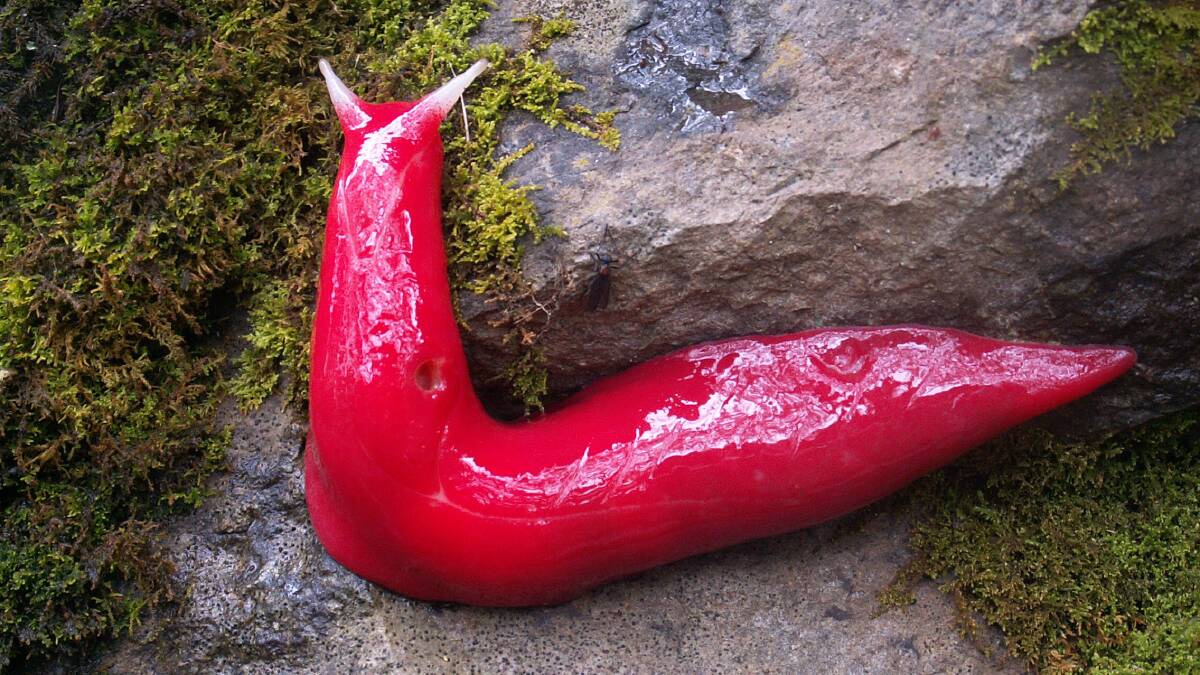 The pink slug, above, eats mould and moss. Photo: SUPPLIED