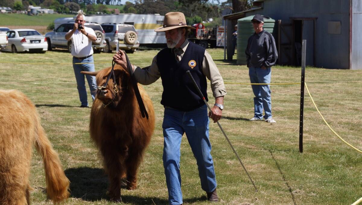 Peter Thomson of the Nyngana stud parades his Highland heifer for the judge at the Neville show.  
