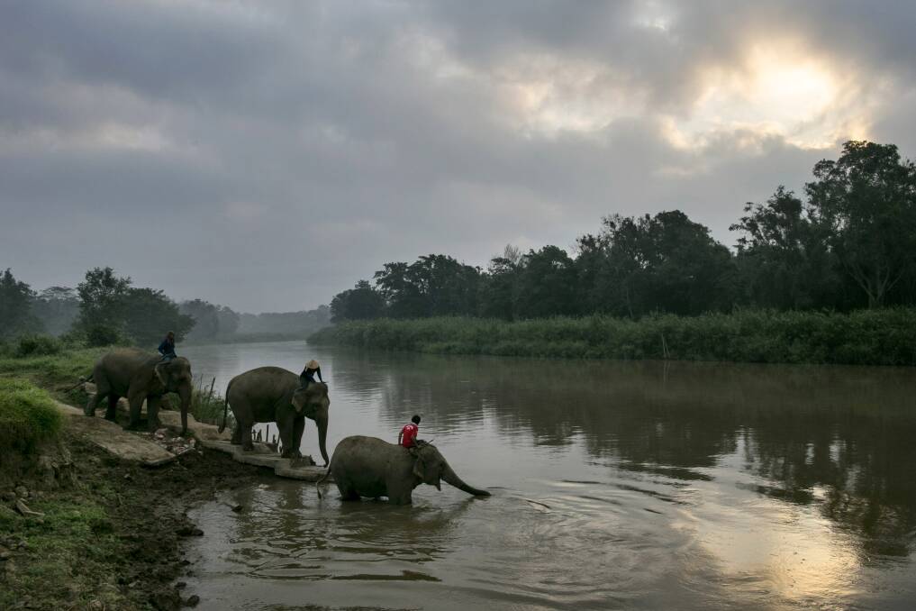 Thai elephants head to the river for an early morning bathe at an elephant camp at the Anantara Golden Triangle resort in Golden Triangle, northern Thailand. Photo by Paula Bronstein/Getty Images